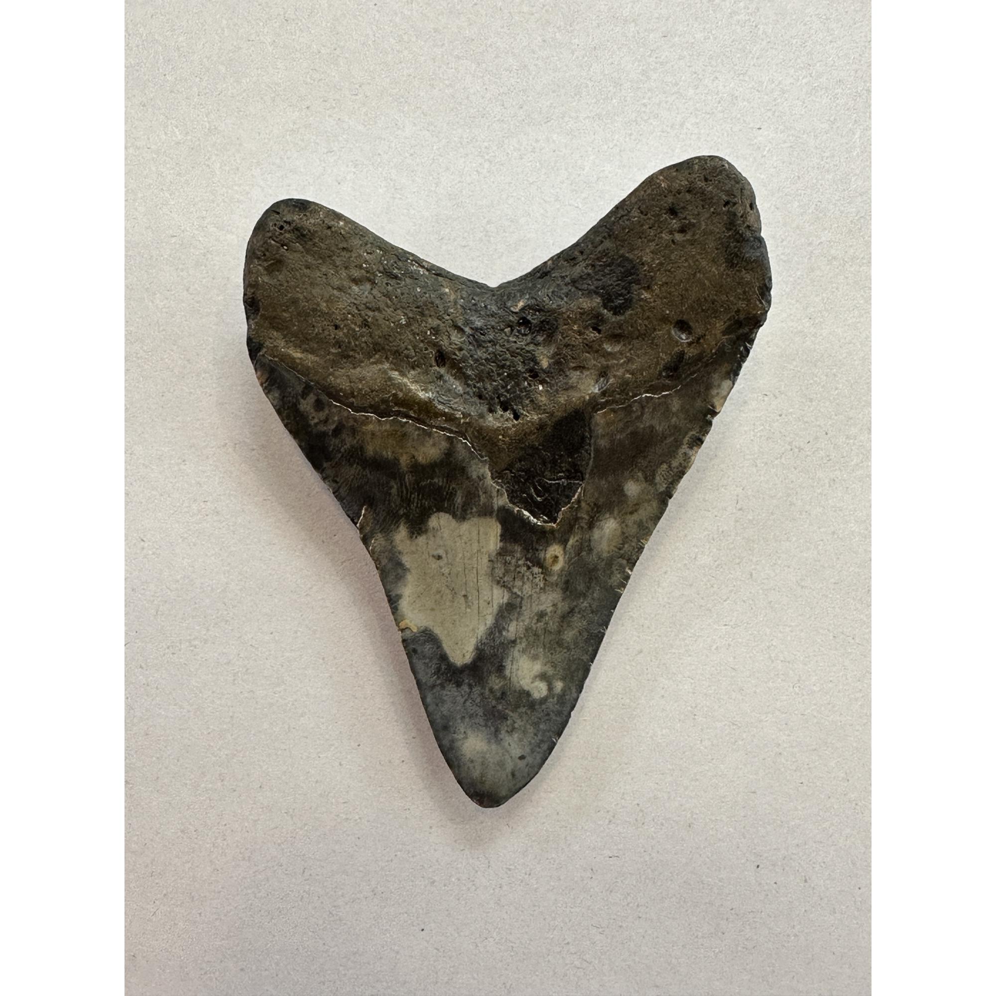 Megalodon Tooth – 3.60″, South Carolina Prehistoric Online