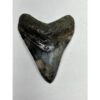 Megalodon Tooth – 3.60″, South Carolina Prehistoric Online