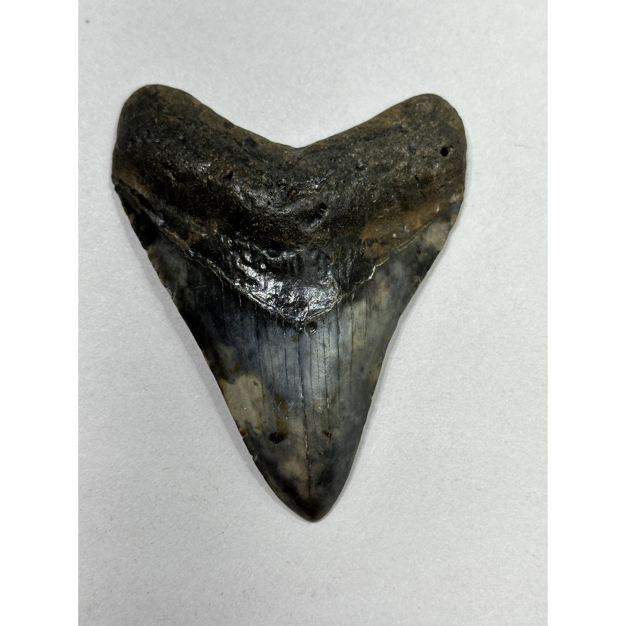 Megalodon Tooth – 3.60″, South Carolina Prehistoric Online