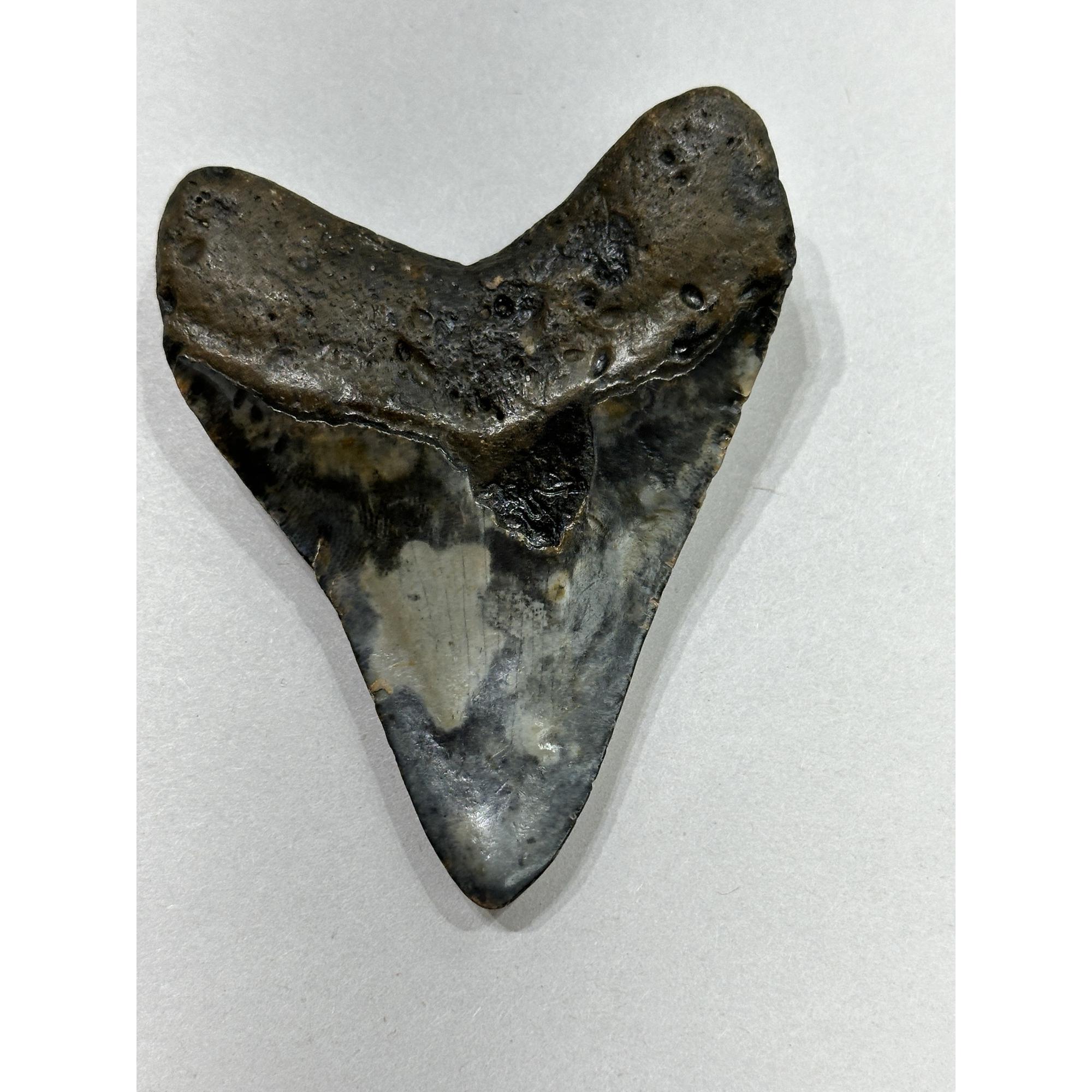 Megalodon Tooth – 3.60″, South Carolina Prehistoric Online