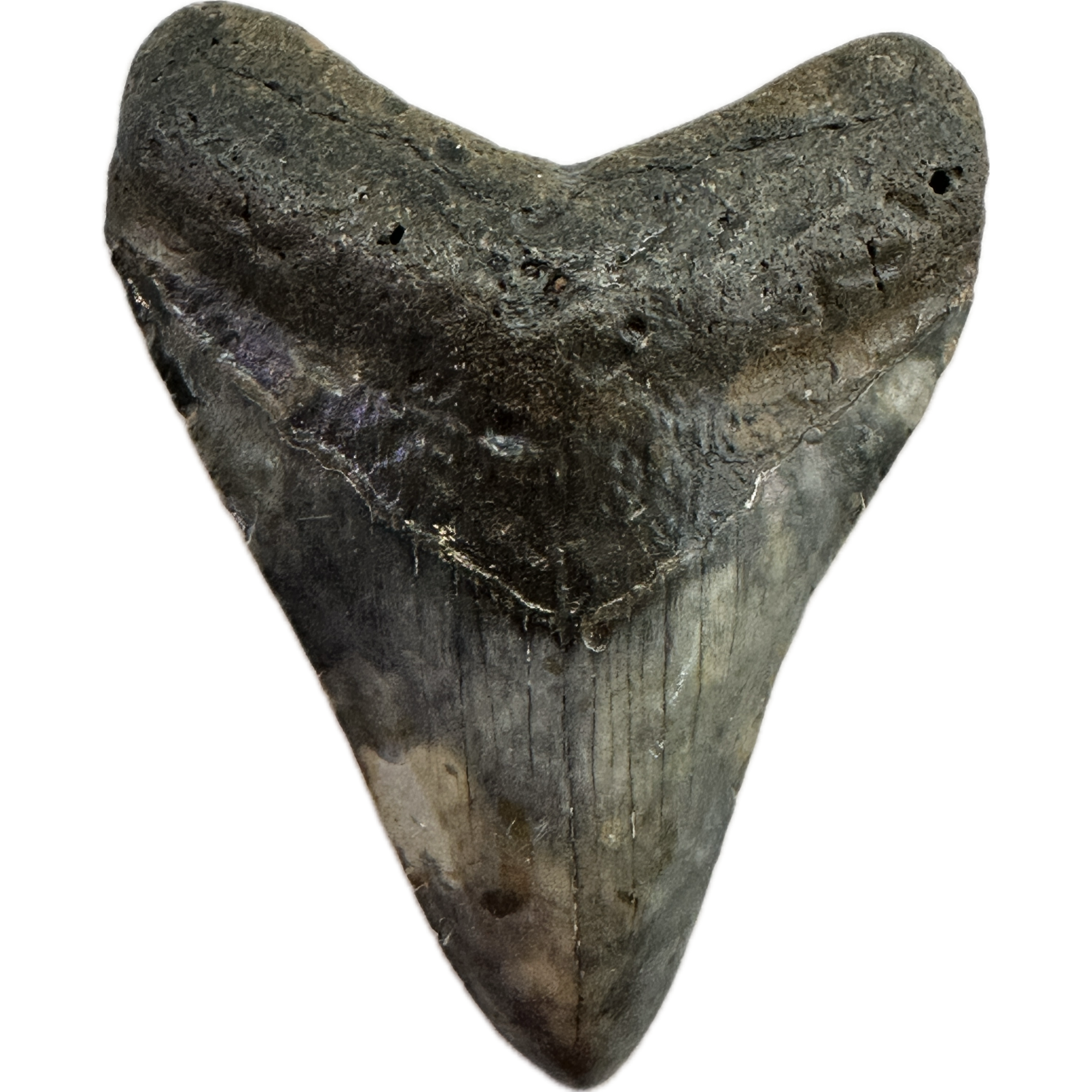 Megalodon Tooth – 3.60″, South Carolina Prehistoric Online