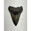 Megalodon Tooth – 4.20″, South Carolina Prehistoric Online