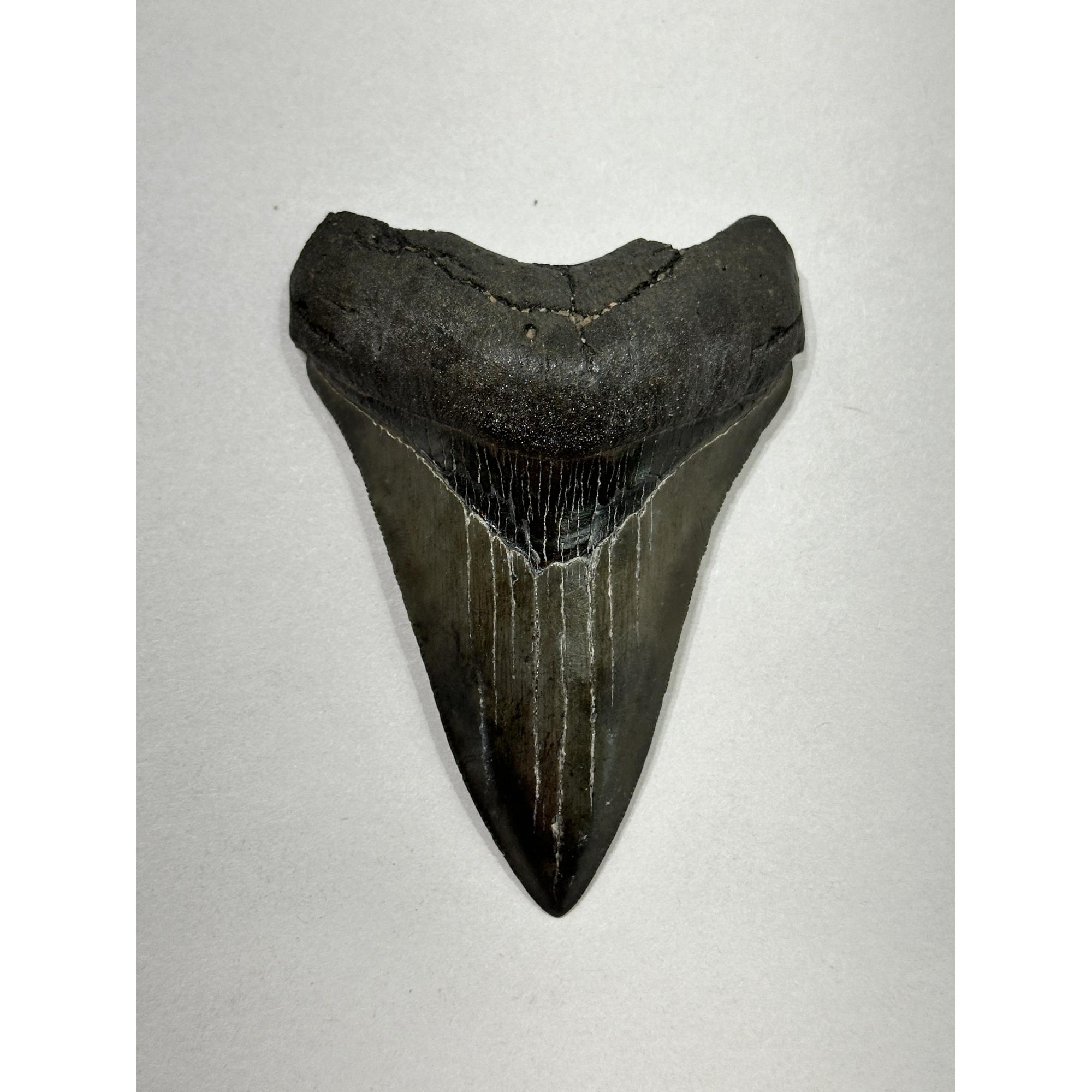 Megalodon Tooth – 4.20″, South Carolina Prehistoric Online