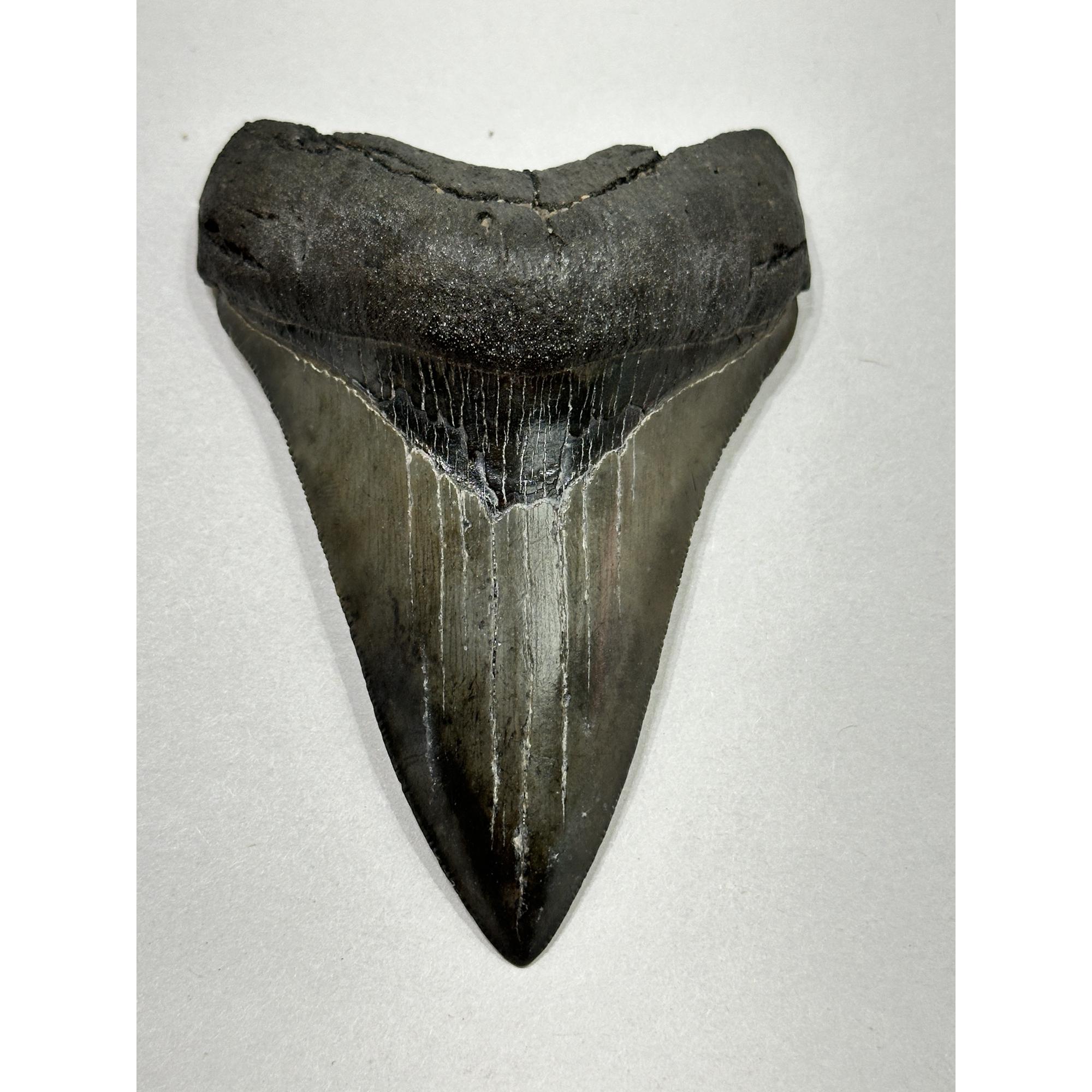 Megalodon Tooth – 4.20″, South Carolina Prehistoric Online