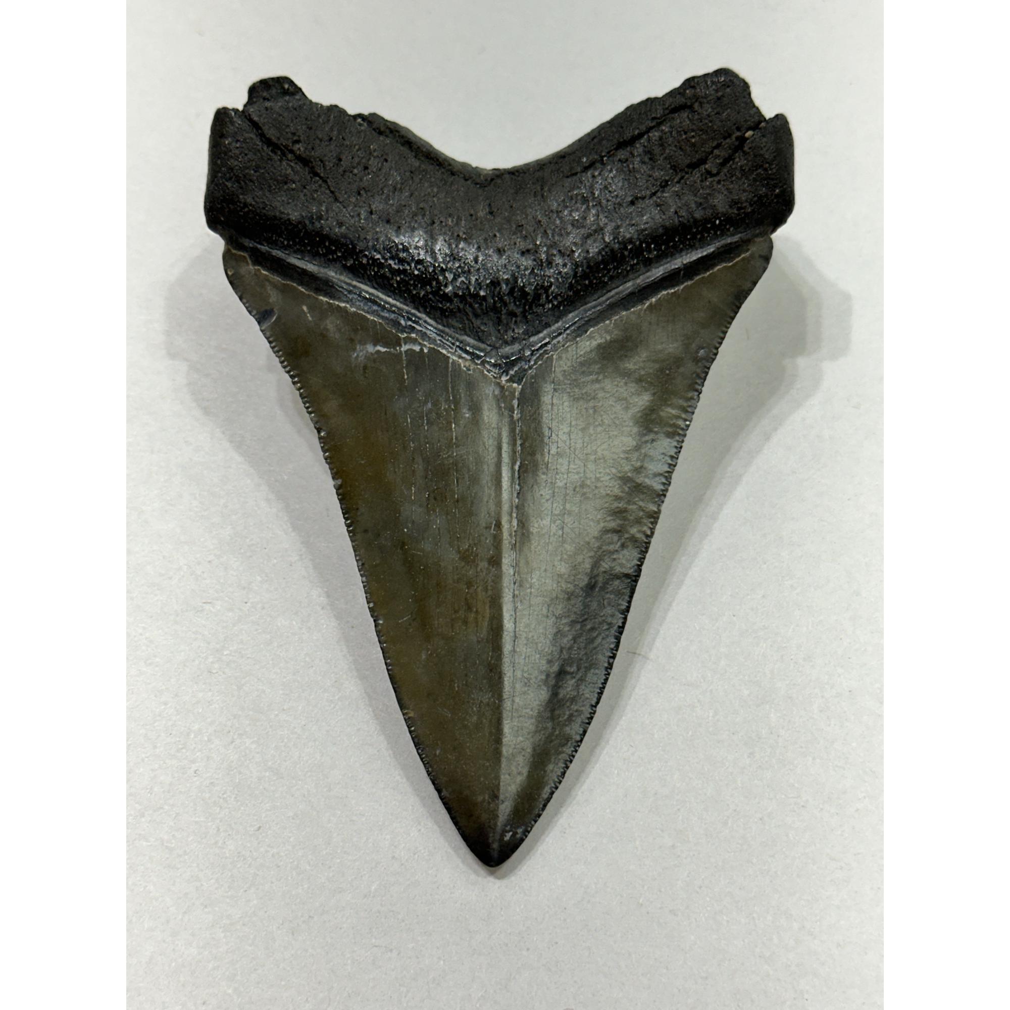 Megalodon Tooth – 4.20″, South Carolina Prehistoric Online