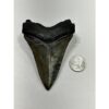 Megalodon Tooth – 4.20″, South Carolina Prehistoric Online