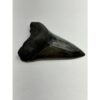 Megalodon Tooth – 4.20″, South Carolina Prehistoric Online