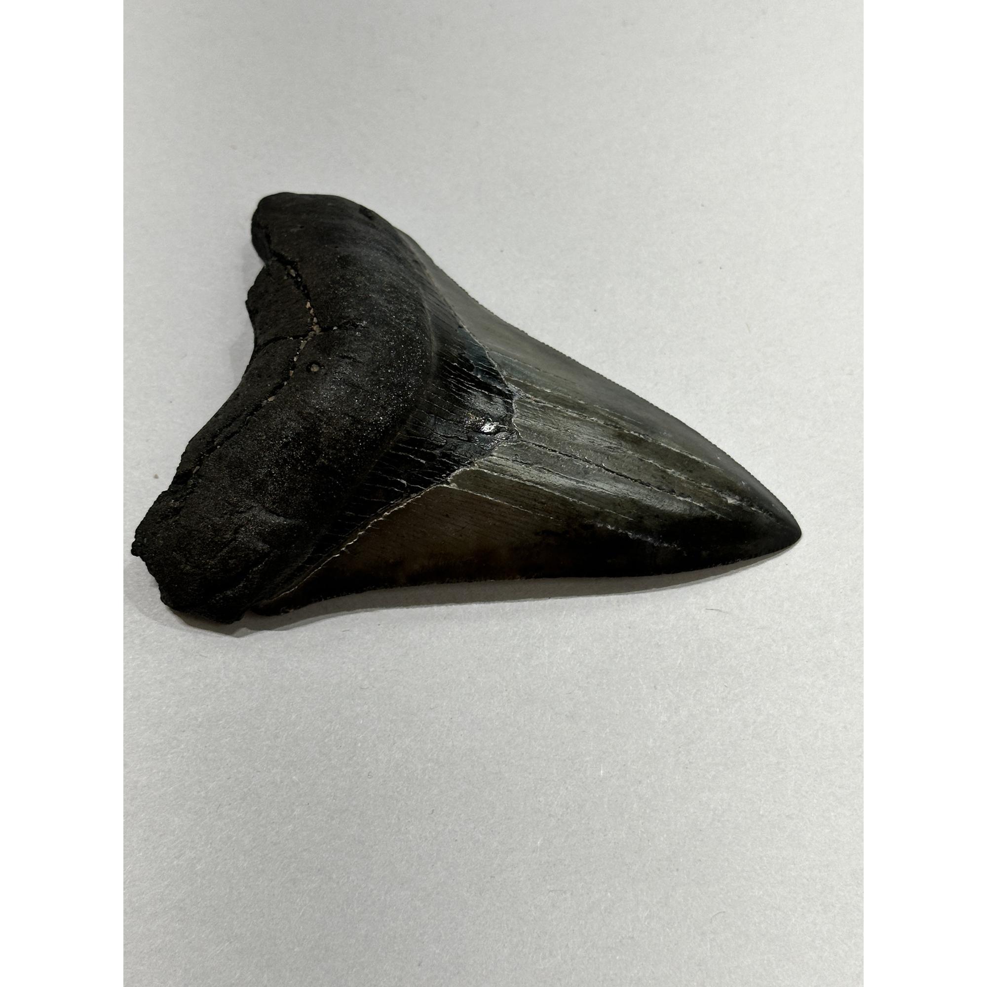 Megalodon Tooth – 4.20″, South Carolina Prehistoric Online