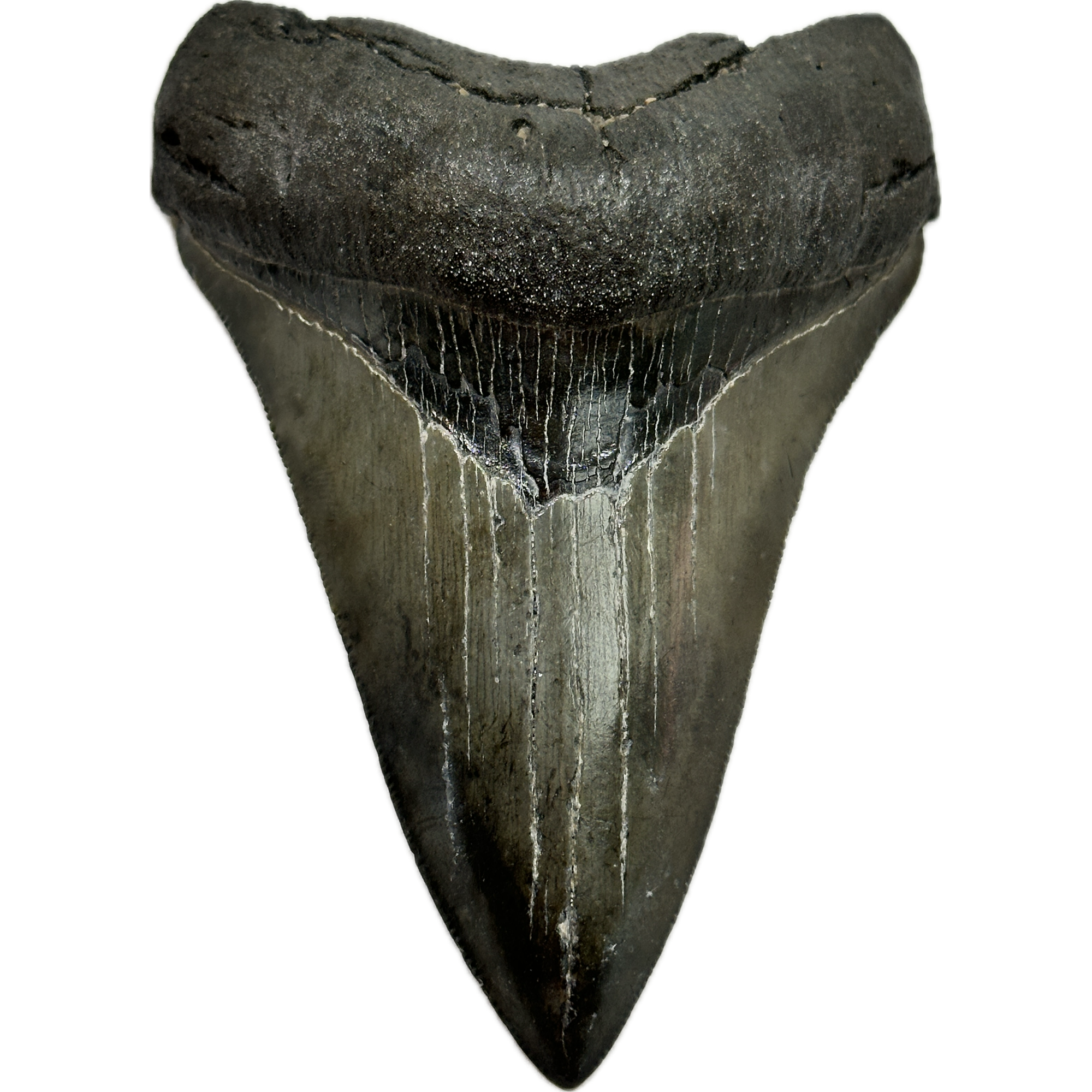 Megalodon Tooth – 4.20″, South Carolina Prehistoric Online