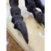 Tyrannosaurus Rex yearling Foot Replica Prehistoric Online