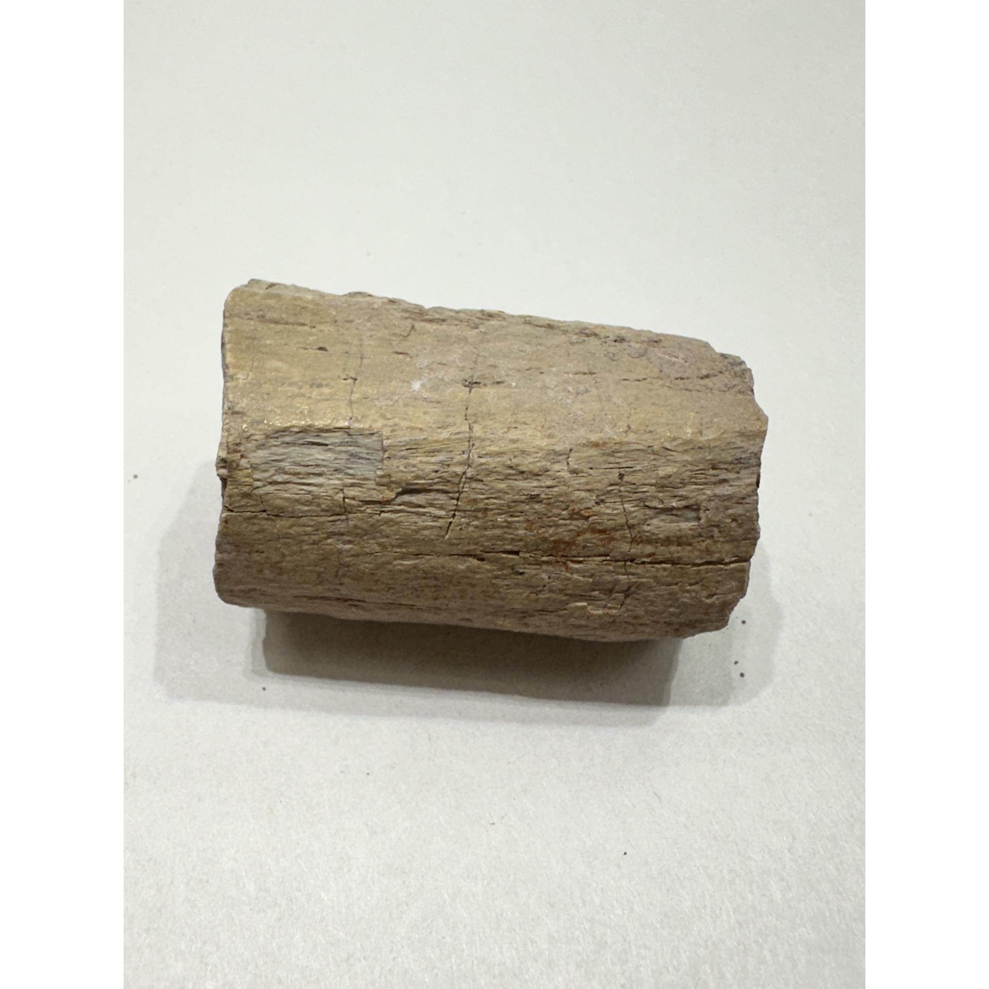 Stegosaurus Dinosaur Bone, Montana Prehistoric Online