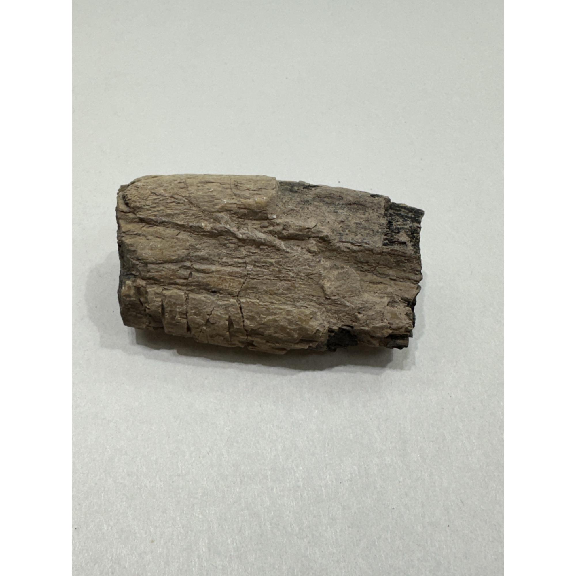 Stegosaurus Dinosaur Bone, Montana Prehistoric Online