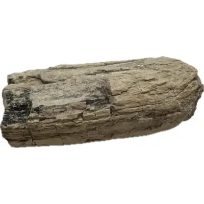 Triceratops, Humerus bone