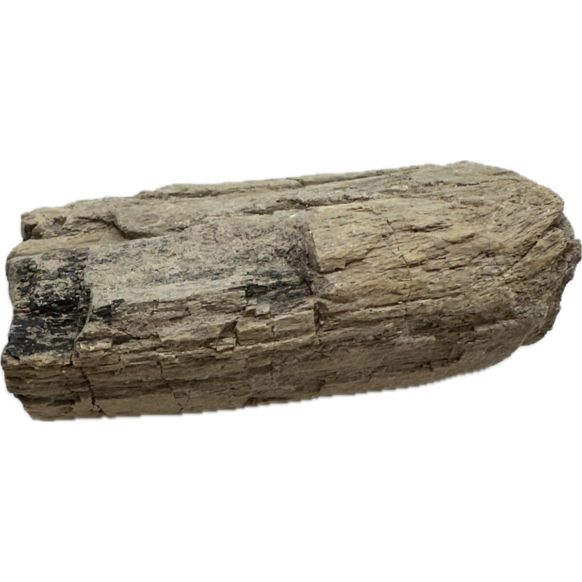 Stegosaurus Dinosaur Bone, Montana Prehistoric Online