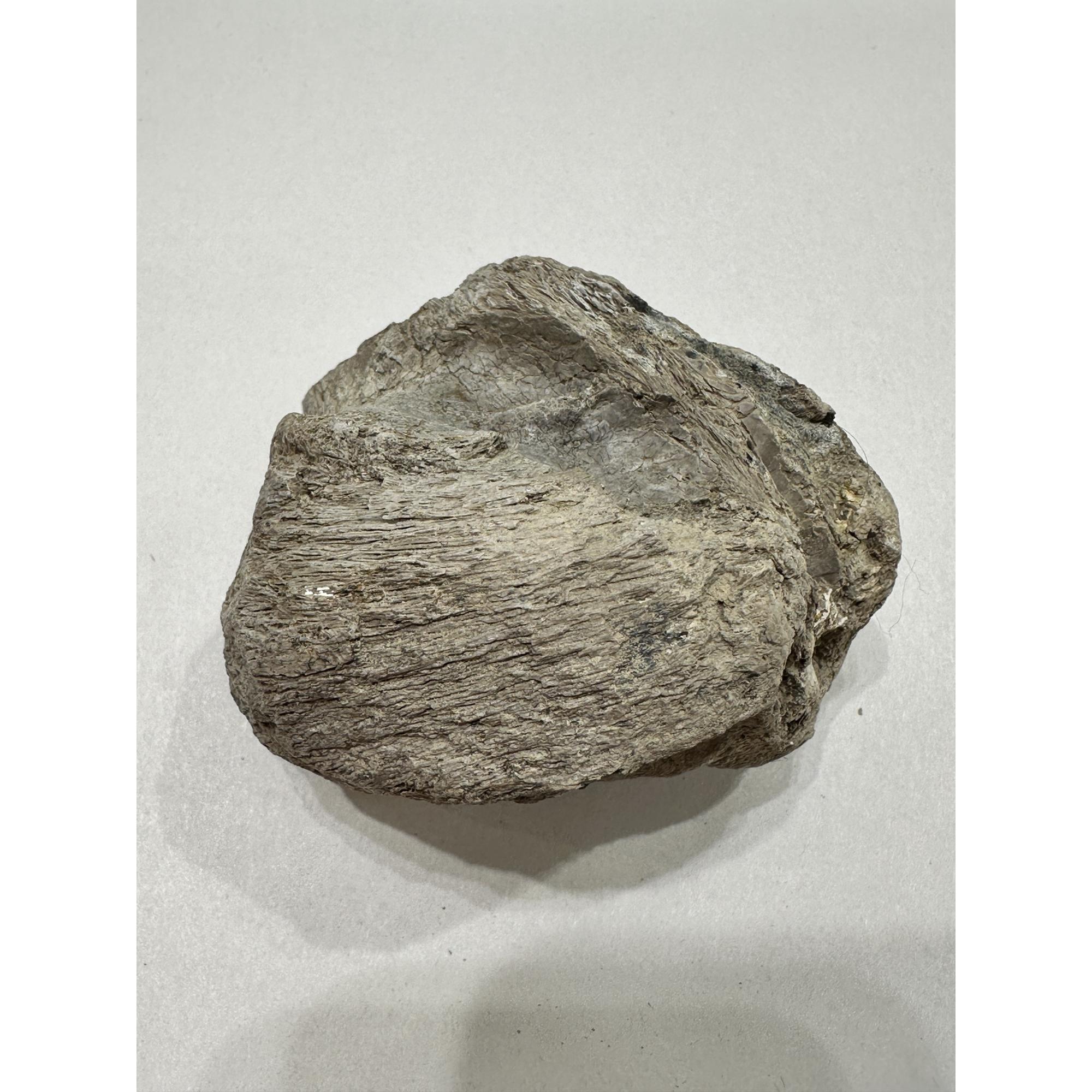 Stegosaurus Dinosaur Bone, Montana Prehistoric Online