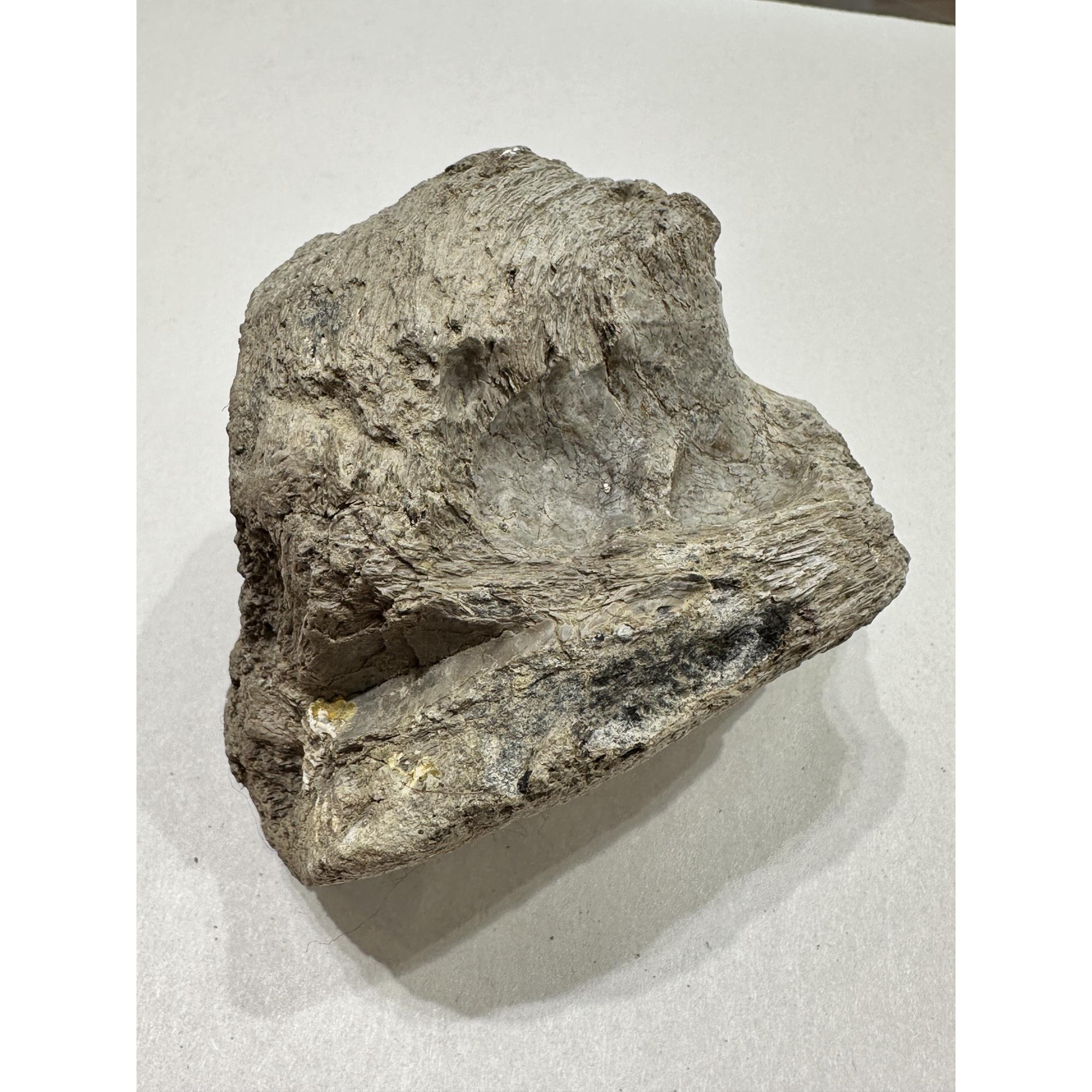 Stegosaurus Dinosaur Bone, Montana Prehistoric Online