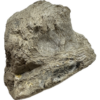 Stegosaurus Dinosaur Bone, Montana Prehistoric Online