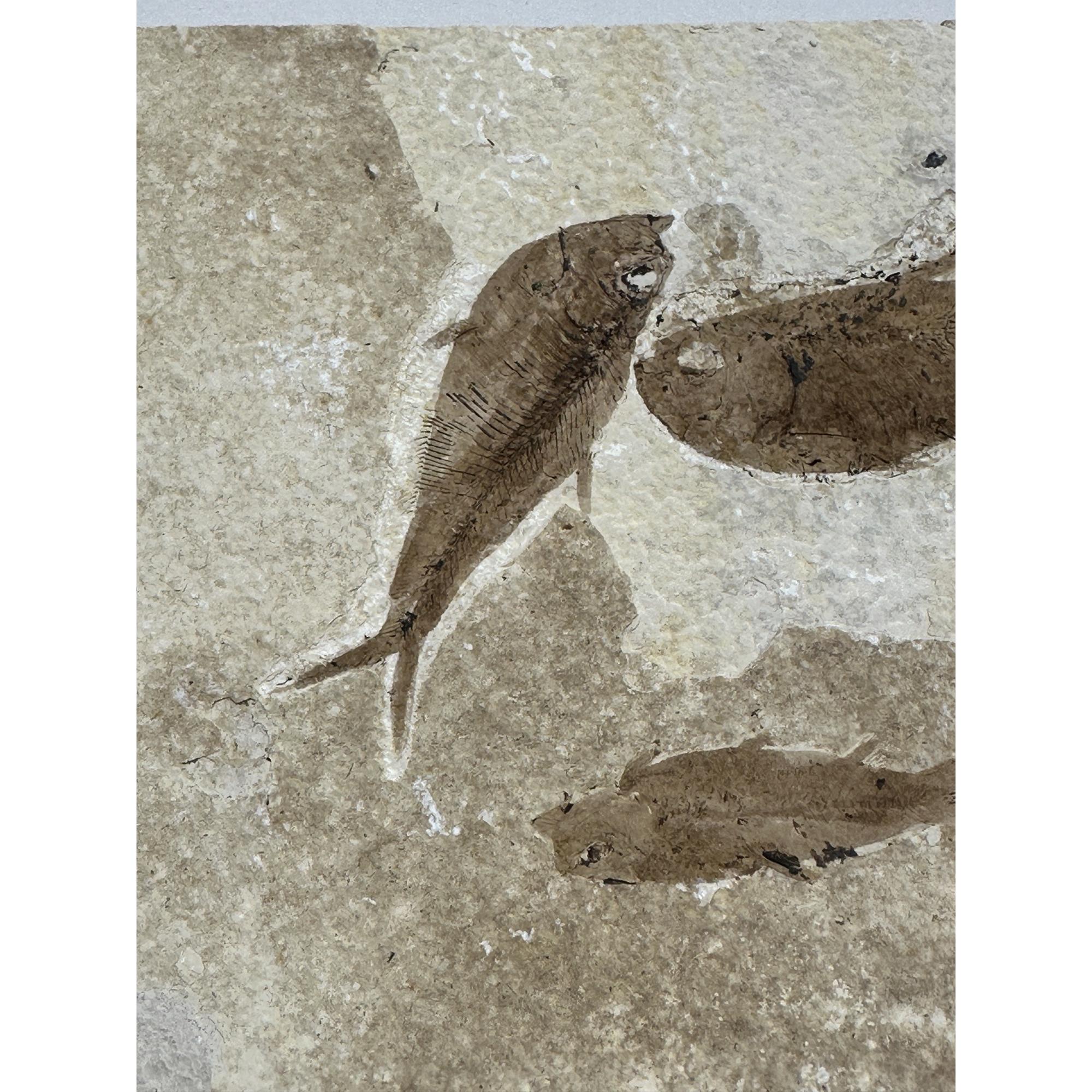 Knightia Fossil Fish triple from WY Prehistoric Online