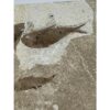 Knightia Fossil Fish triple from WY Prehistoric Online