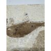 Knightia Fossil Fish triple from WY Prehistoric Online