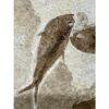 Knightia Fossil Fish triple from WY Prehistoric Online