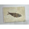 Knightia Fossil Fish from Wyoming Prehistoric Online