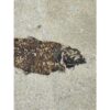 Knightia Fossil Fish from Wyoming Prehistoric Online