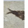 Knightia Fossil Fish from Wyoming Prehistoric Online