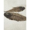 Knightia Fossil Fish, Wyoming, double Prehistoric Online