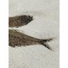 Knightia Fossil Fish, Wyoming, double Prehistoric Online