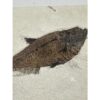 Diplomystis Fossil Fish, Wyoming Prehistoric Online