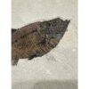 Diplomystis Fossil Fish, Wyoming Prehistoric Online