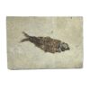 Knightia Fossil Fish from Wyoming Prehistoric Online