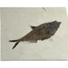 Diplomystis Fossil Fish, Wyoming Prehistoric Online