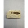 Knightia Fossil Fish from Kemmerer, Wy Prehistoric Online