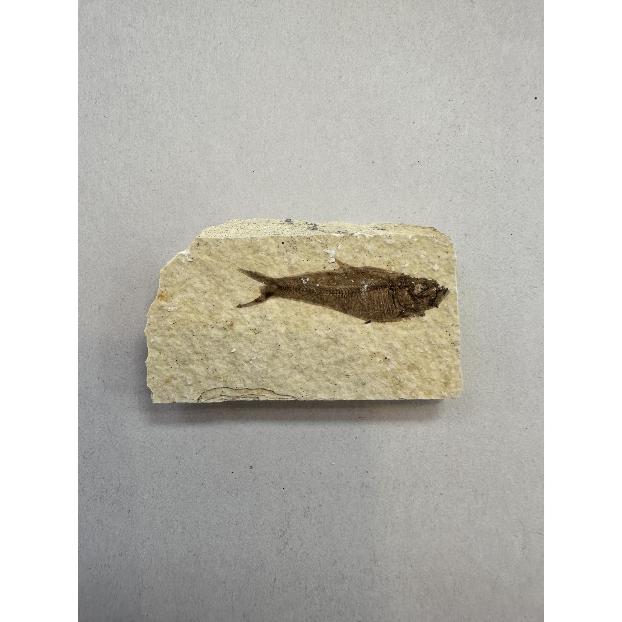 Knightia Fossil Fish from Kemmerer, Wy Prehistoric Online