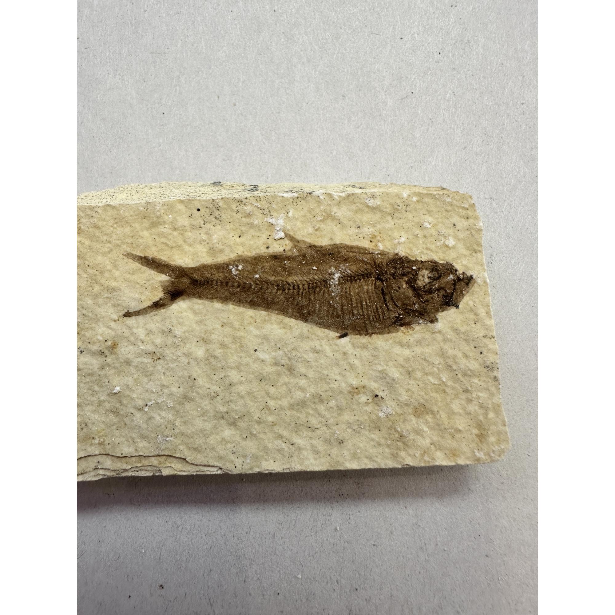 Knightia Fossil Fish from Kemmerer, Wy Prehistoric Online