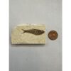 Knightia Fossil Fish from Kemmerer, Wy Prehistoric Online