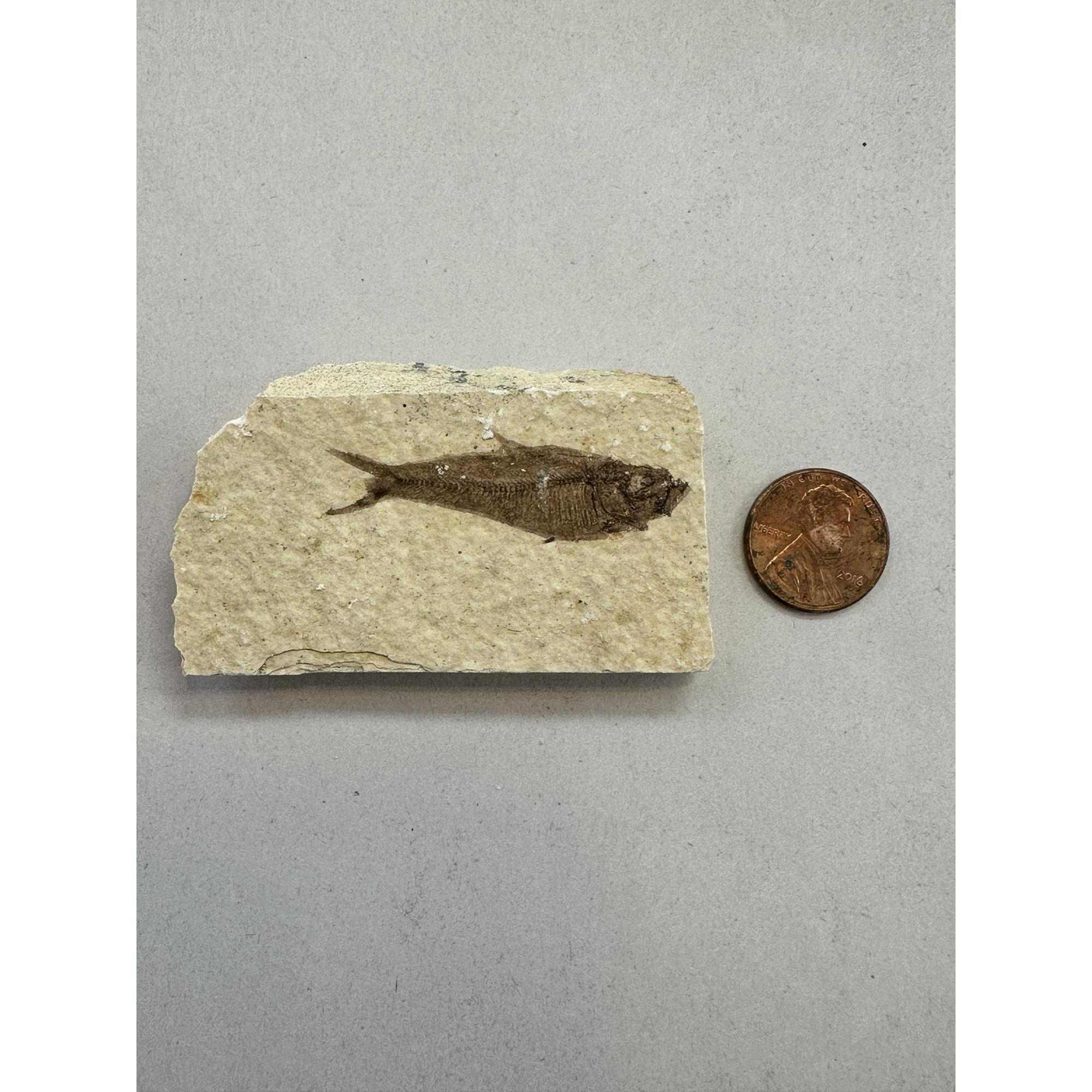 Knightia Fossil Fish from Kemmerer, Wy Prehistoric Online