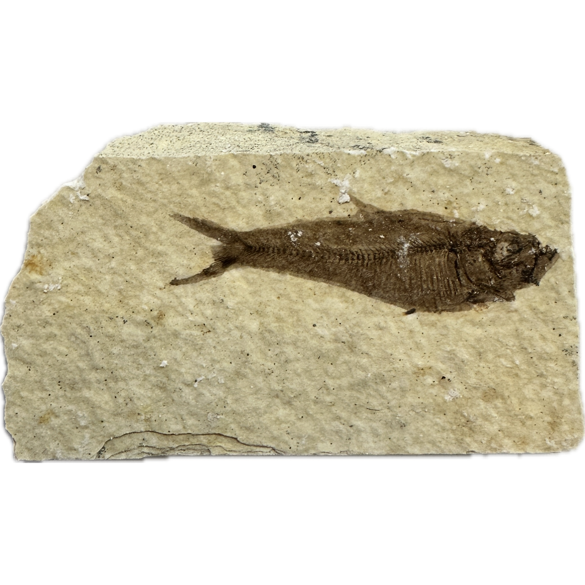 Knightia Fossil Fish from Kemmerer, Wy Prehistoric Online