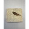 Knightia Fossil Fish from Kemmerer Wy Prehistoric Online