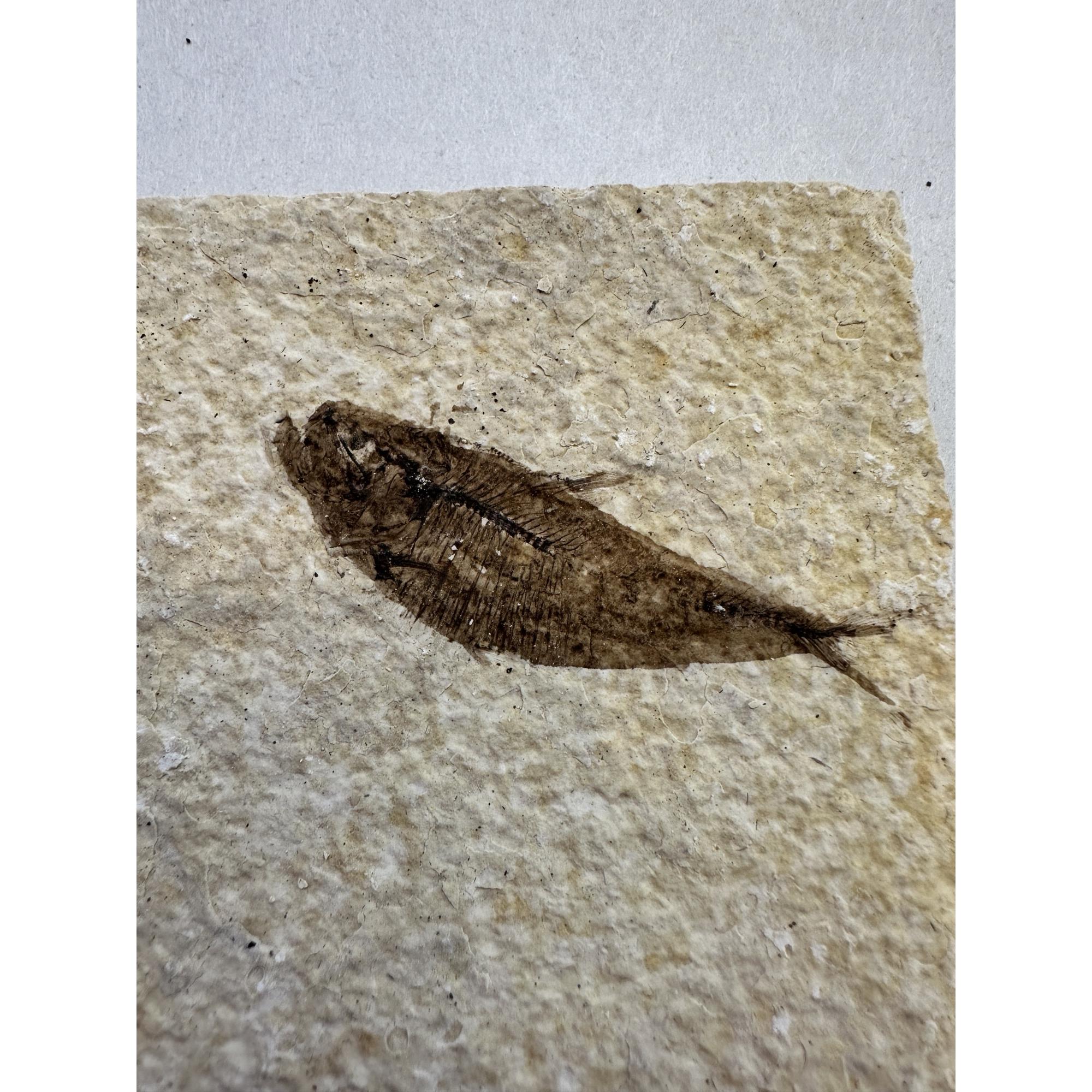 Knightia Fossil Fish from Kemmerer Wy Prehistoric Online