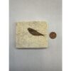 Knightia Fossil Fish from Kemmerer Wy Prehistoric Online