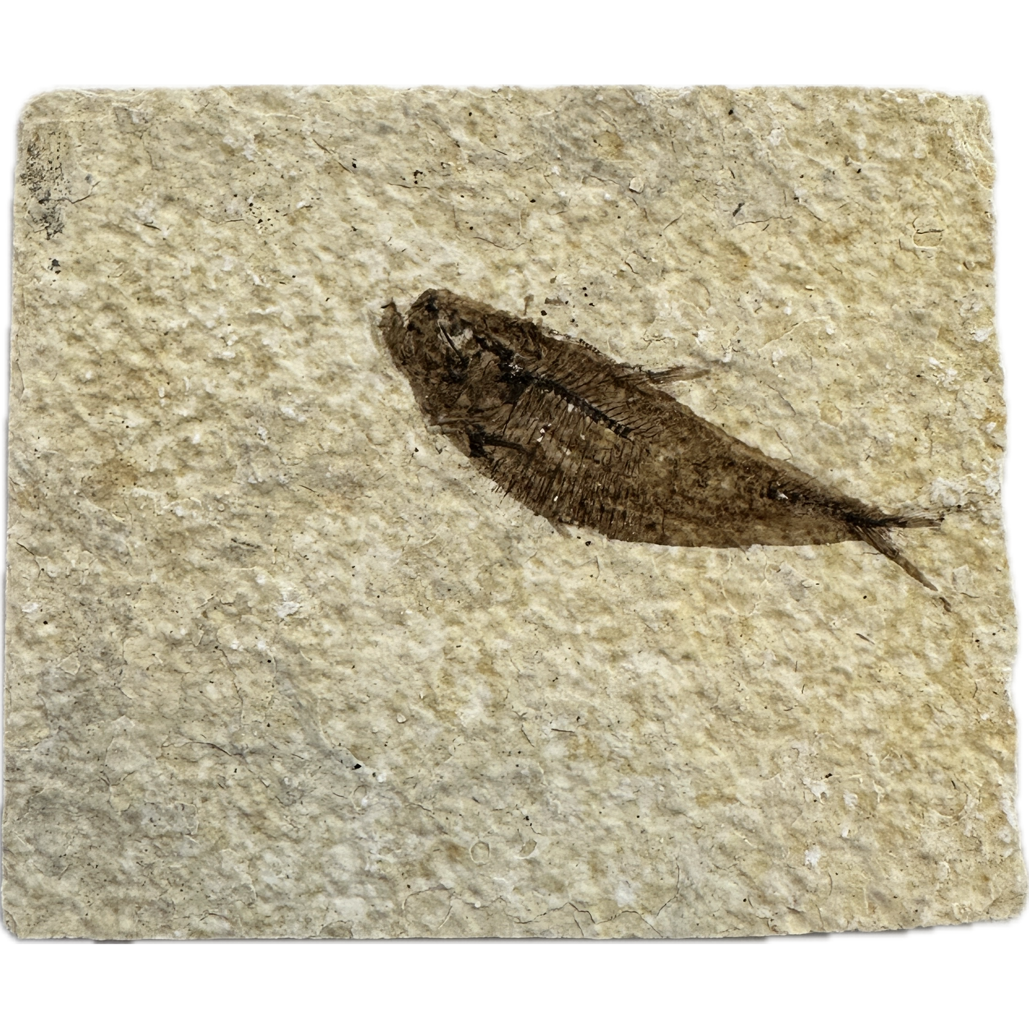 Knightia Fossil Fish from Kemmerer Wy Prehistoric Online