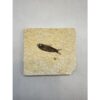 Knightia Fossil Fish, Wyoming Prehistoric Online