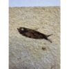 Knightia Fossil Fish, Wyoming Prehistoric Online