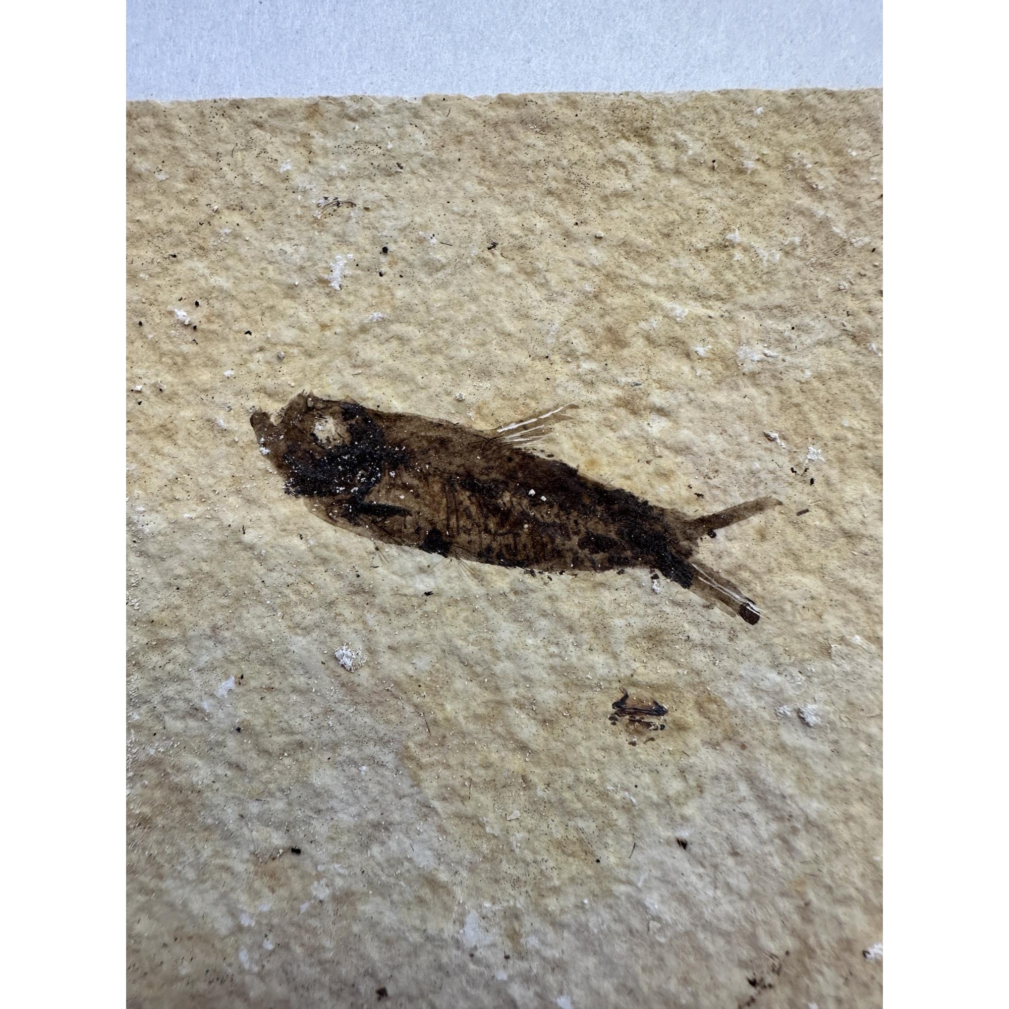 Knightia Fossil Fish, Wyoming Prehistoric Online