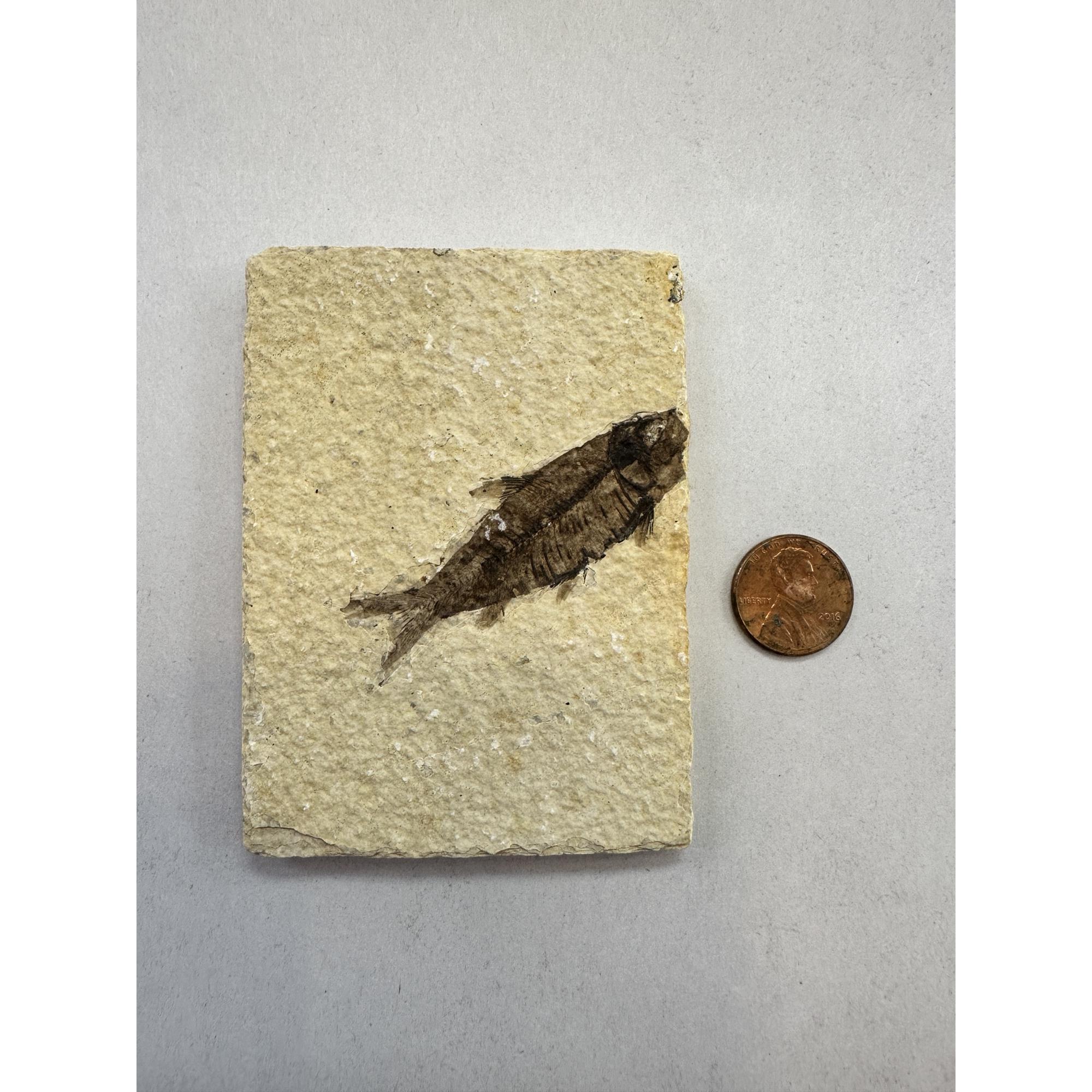 Knightia Fossil Fish, Wyoming Prehistoric Online