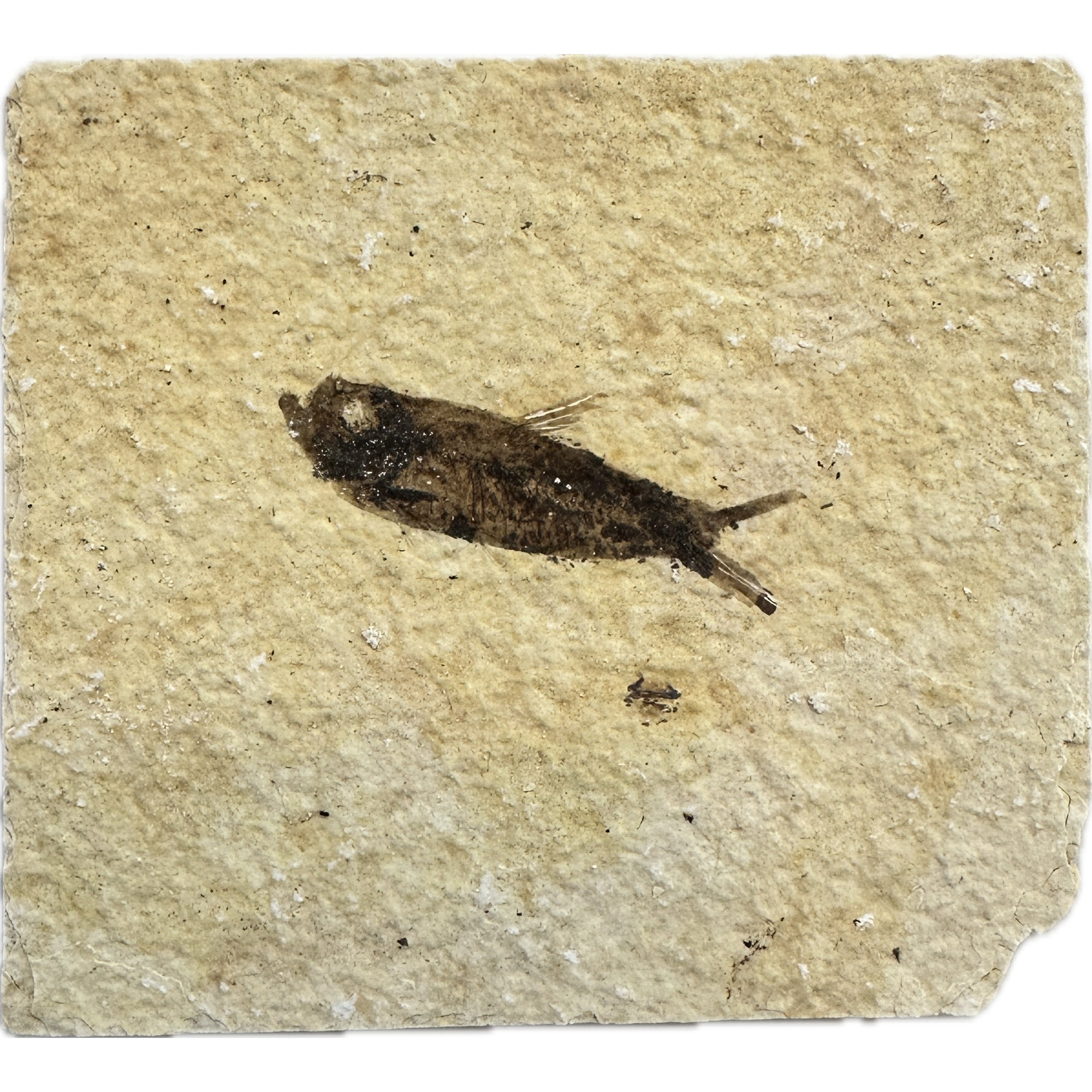 Knightia Fossil Fish, Wyoming Prehistoric Online
