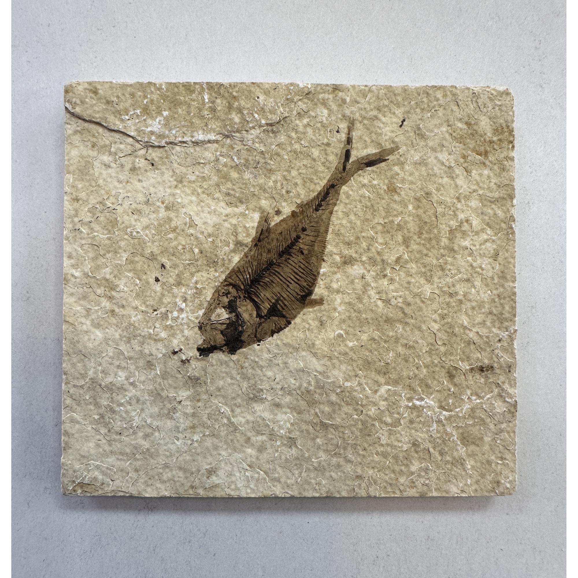 Diplomystis Fossil Fish, Wyoming Prehistoric Online